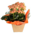 Flor Kalanchoe